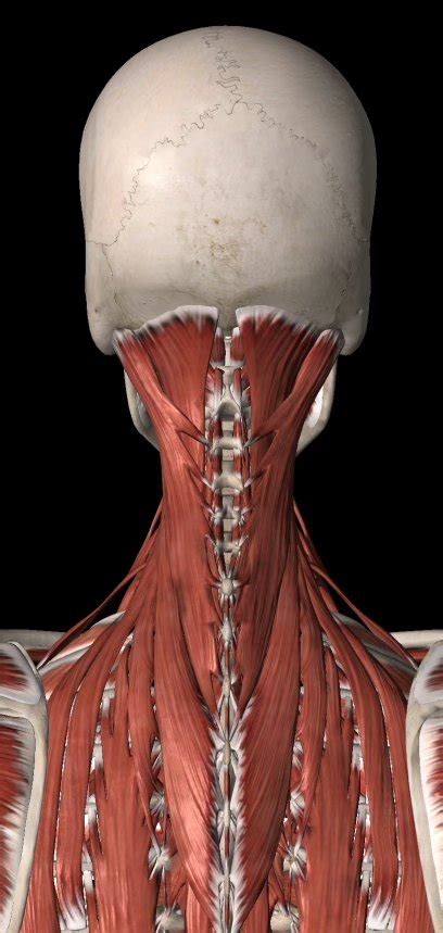 Cervicogenic Headache Exercises - The Game Plan Physical Therapy