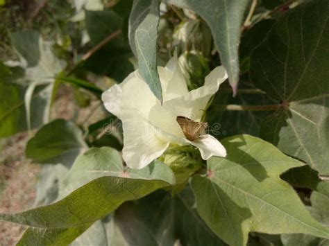 Gossypium Herbaceum de PlantÂ Del Algodón Imagen de archivo Imagen de