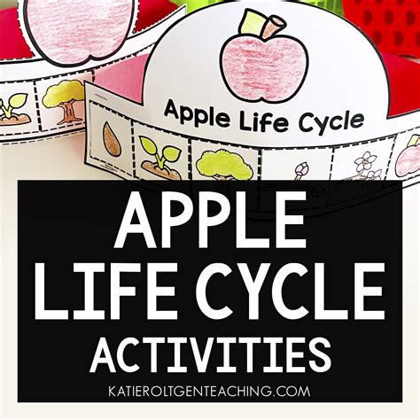 Five Apple Life Cycle Activities For Kindergarten Katie Roltgen Teaching