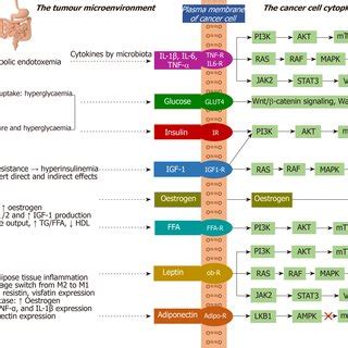 The Potential Pathophysiological Mechanisms Linking Obesity To Cancer