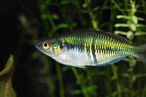 Closeup Of A Boesemani Rainbow Fish Popular And Colorful Fish In