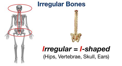 Types of Bones in the Human Body: Skeletal System Labeled Diagram and ...