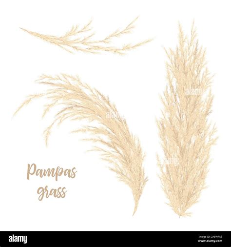 Pampas Grass Golden Vector Illustration Panicle Cortaderia Selloana South America Stock Vector