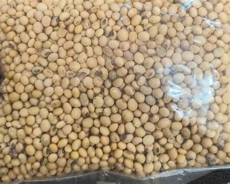 Dried KDS 726 Dry Soybean Seeds Packaging Type Packet At Rs 50 Kg In