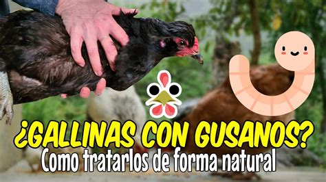 Como Saber Si Mis Gallinas Tienen Gusanos Y Como Tratarlos Naturalmente