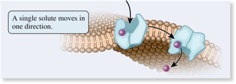BIO 181 Membrane Transport & Proteins Flashcards | Quizlet 