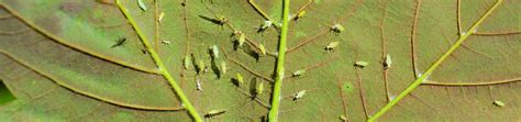 C Mo Eliminar La Mosca Blanca De La Marihuana