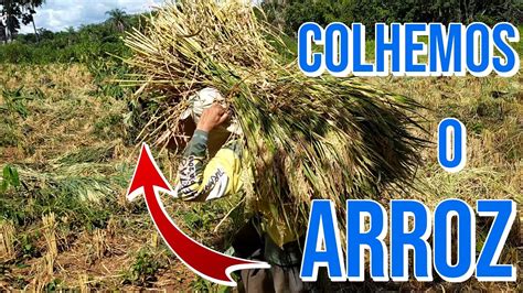 Colheita Manual Do Arroz Cutelo Youtube