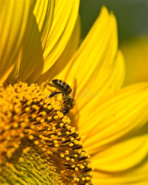 Bees Collect Nectar And Pollen From Flowers Of Sunflower Stock Photo