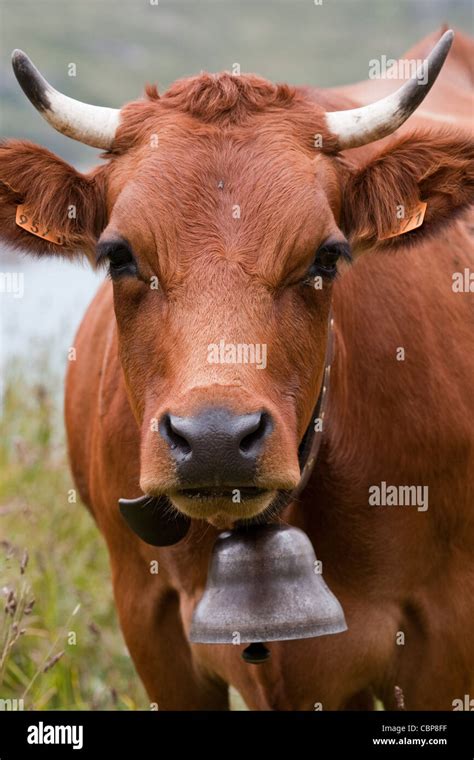 Cow Bells Hi Res Stock Photography And Images Alamy