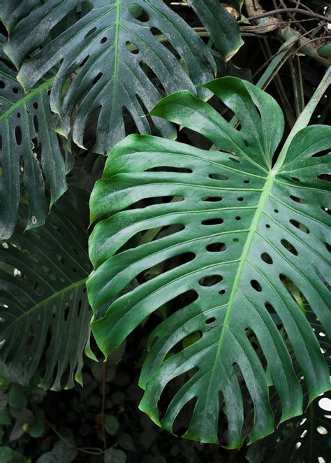 Monstera Plant Swiss Cheese Plant Monstera Deliciosa Sow Exotic