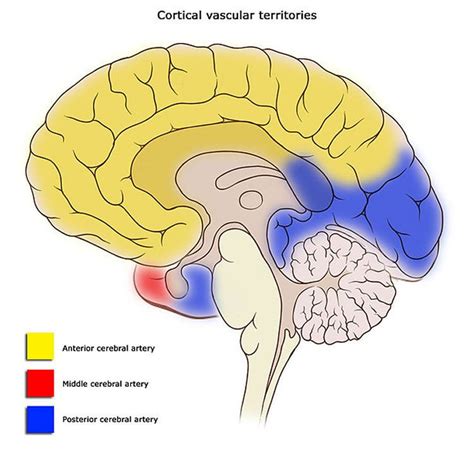 Sex Specific Changes In Cerebral Blood Flow Begin At Puberty Neuroscience News