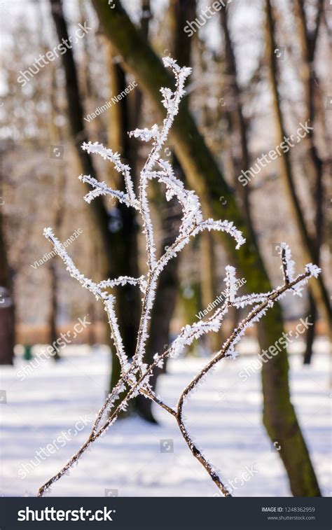 Naked Branches Bushes Trees Winter Note Stock Photo Shutterstock