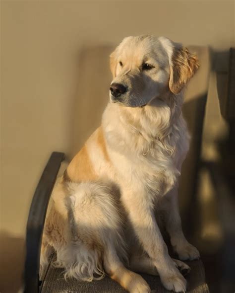 Rocky Mtn Goldens Golden Retriever Puppies For Sale In Aurora Co