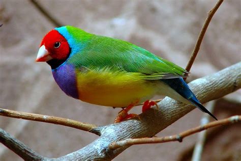 Treklens Rainbow Finch Photo Colorful Birds Beautiful Birds Bird Pictures