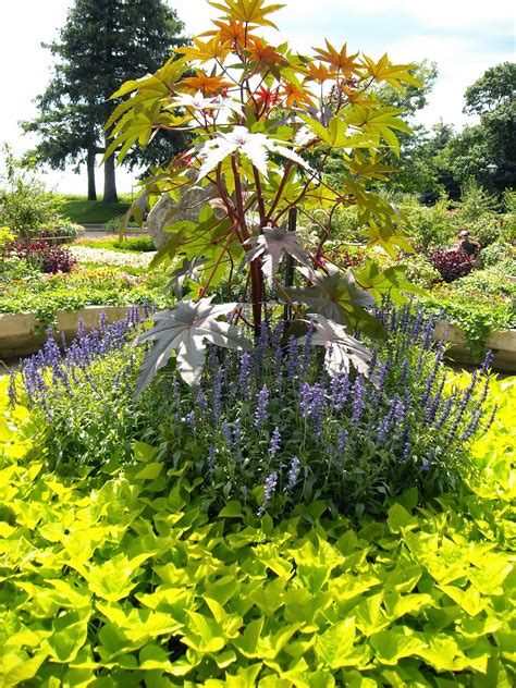 Jardines Sin Igual Tener Plantas Que No Requieran Mucho Mantenimiento