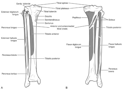 Tibial Spines Anatomy - Anatomical Charts & Posters