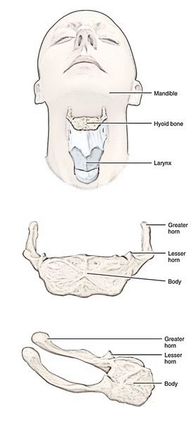 Hyoid Bone – Earth's Lab