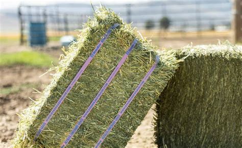 Premium Alfalfa Orchard Grass Compressed Bale Standlee Forage