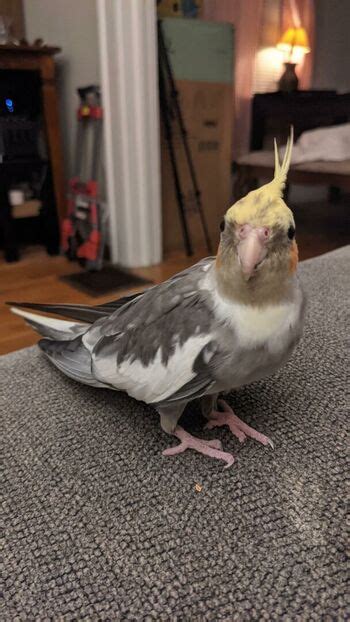 Minxeebot Natalie Minx Natalieferminx Nude OnlyFans The Fappening Plus