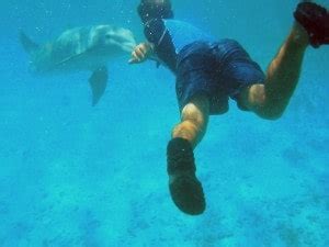 Interview with a Dolphin Trainer | Dolphin Discovery | Blogs