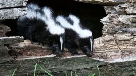 Smelling Skunk While Sleeping At Night: Explained! | VarmintRemoval