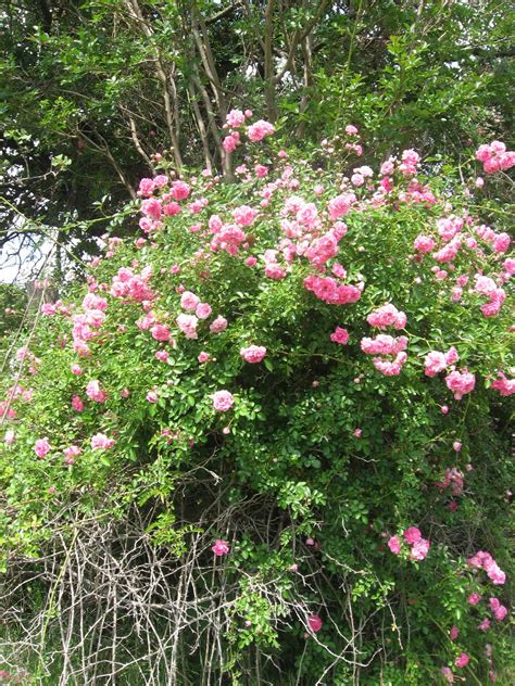 Prairie Places: Wild Prairie Roses