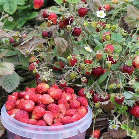 Клубника Сентябрьский сюрприз: описание и характеристики сорта садовой ...