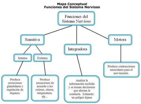 Mapa Conceptual Del Sistema Nervioso Y Sus Partes Sugarcult Images