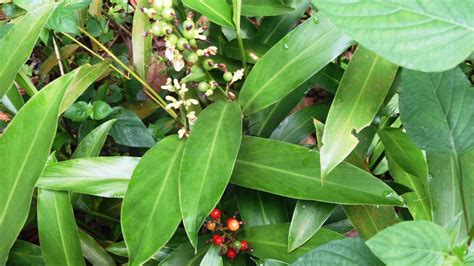 Alpinia Conchigera Systematics Etymology Habitat Cultivation