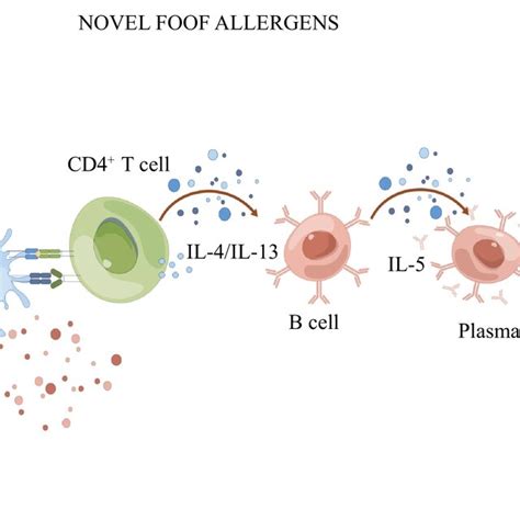 The Simple Mechanism Of Ige Mediated Food Allergy Drawn By Figdraw