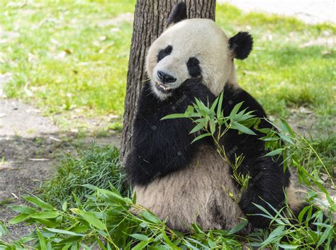 靠着树吃竹子熊猫摄影图高清摄影大图 千库网