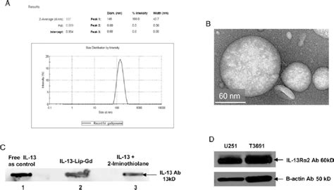 Characteristics Of The Liposome A The Size Diameter Distribution Download Scientific