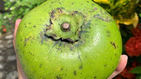 Panen Buah Puding Coklat Black Sapote Matang Dipohon Manis Banget