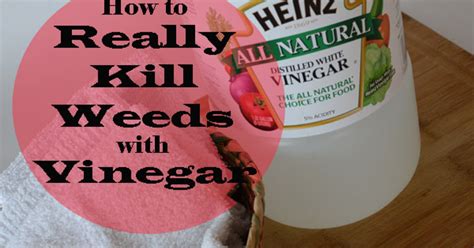 REALLY Killing Weeds With Vinegar | Hometalk