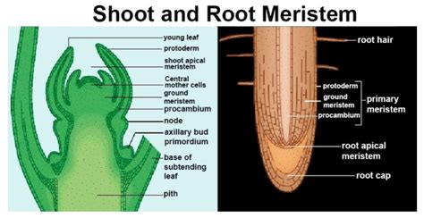 Root Apical Meristem And Shoot Apical Meristem