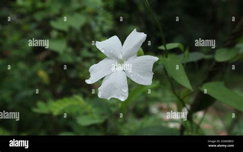 Close Up Of A Five Petal White Flower With Rain Droplets On The Surface