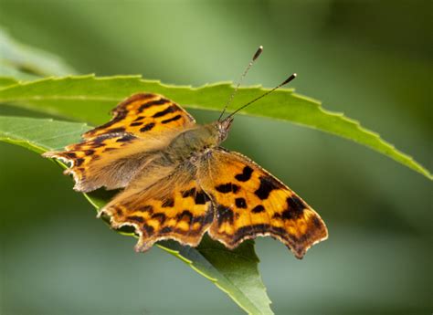 Comma – Hadlow Butterflies