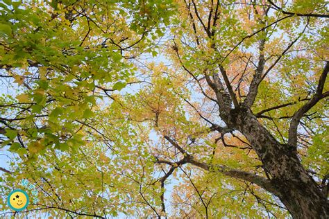 美しが丘公園の紅葉を撮る横浜市たまプラーザ たまプロ新聞