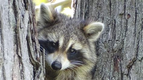 Raccoon In Tree Hollow