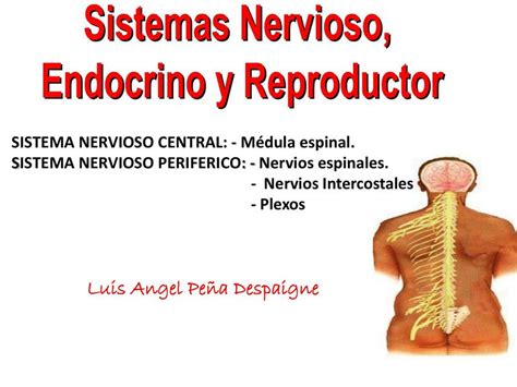 Sistema Nervioso Endocrino Y Reproductor Luis Angel Pe A Despigne