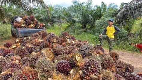 Wow Harga Tbs Sawit Di Bangka Naik Ini Daftar Lengkapnya Bangka