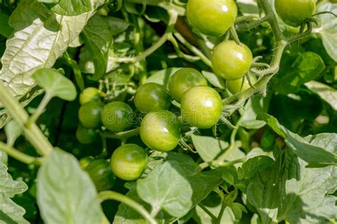 Cherry Tomato On The Vine Still Green And Ready To Ripen Stock Image