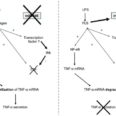 Model Of Action For Mir 346 And Btk In The Regulation Of Tnf A