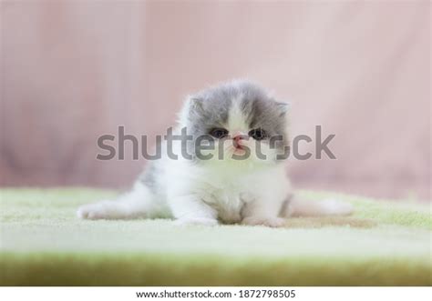 Persian Baby Cat Playful Portrait Pet Stock Photo 1872798505 | Shutterstock