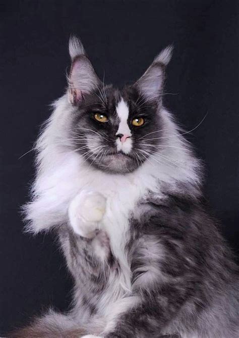 Your Maine Coon Guide