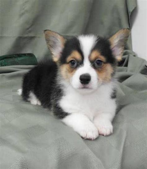 Chihuahua Corgi Mix Puppy Pets Lovers