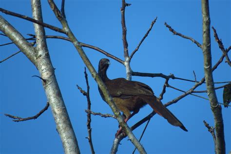 Speckled Chachalaca From Orito Putumayo Colombia On September 18