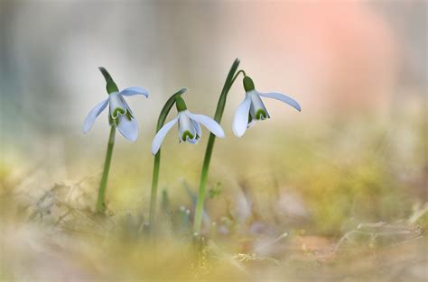 blueten (Forum für Naturfotografen)
