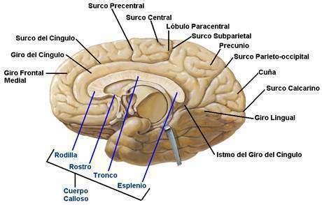 Protuberancia Anular Ecured